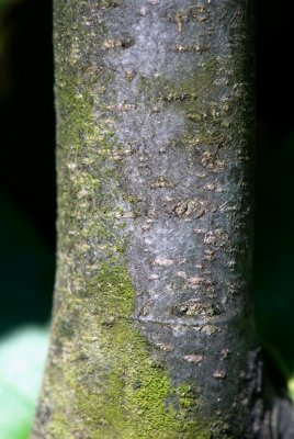 Fagus sylvatica 'Tortuosa' - buk lesní - kůra